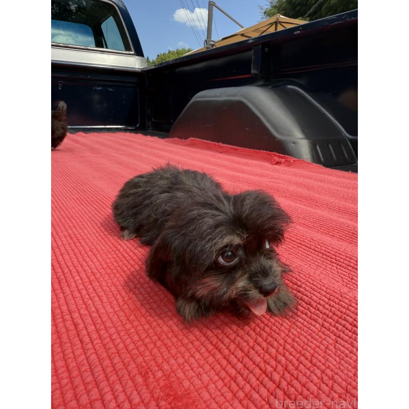 販売中の福岡県のチワプー:チワワ×トイプードル-408620の2枚目