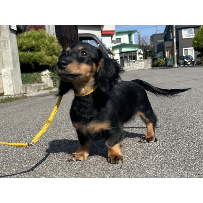 販売中の北海道のミニチュアダックスフンド(ロングヘアード)-400694の2枚目