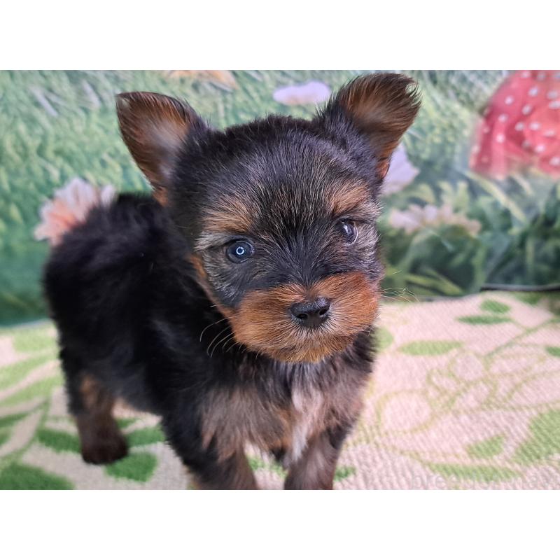 商談中の愛知県のヨークシャーテリア-415193の6枚目