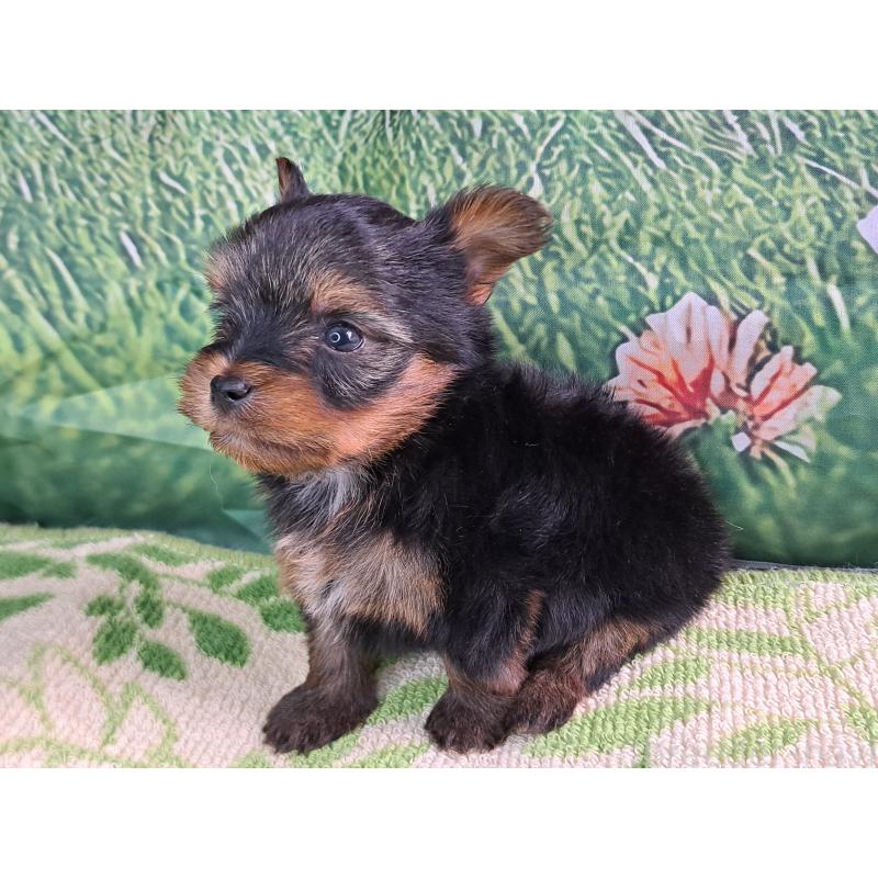 商談中の愛知県のヨークシャーテリア-415193の5枚目