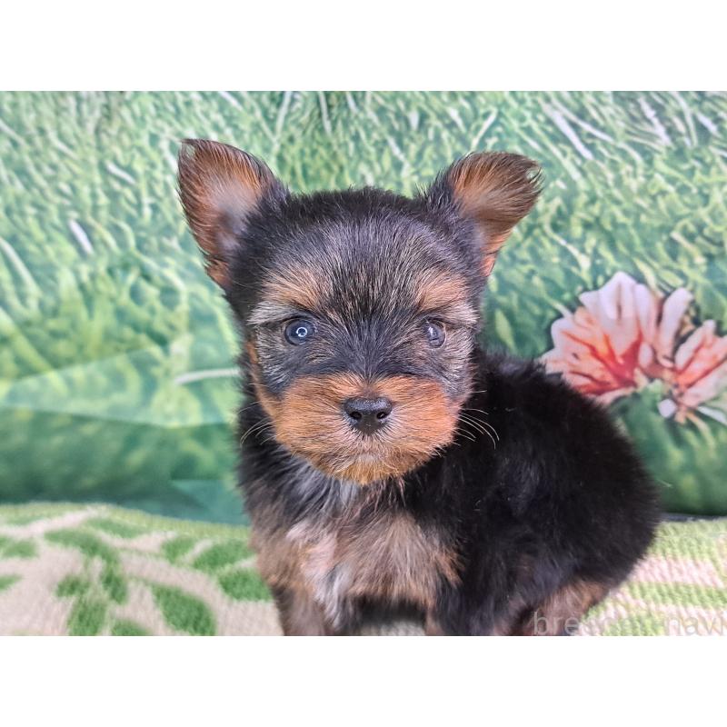 商談中の愛知県のヨークシャーテリア-415193の1枚目