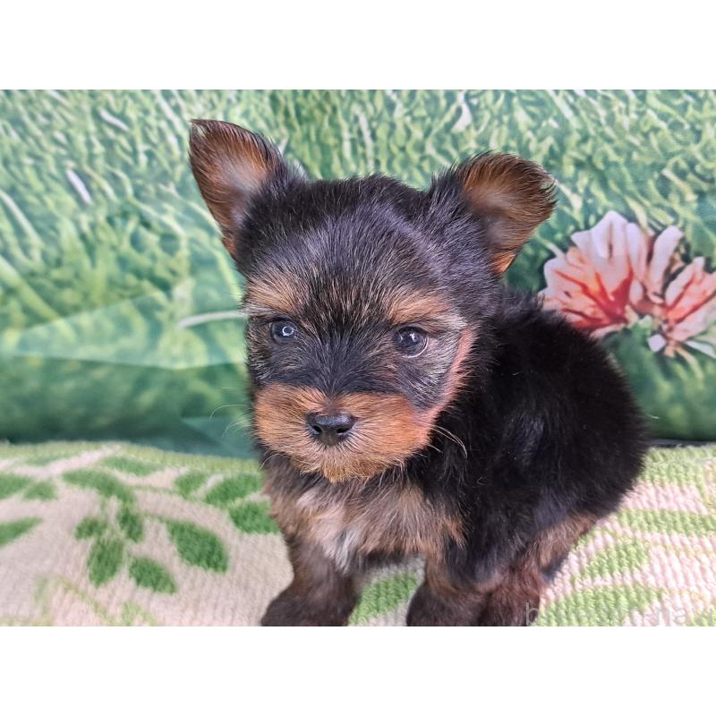 商談中の愛知県のヨークシャーテリア-415193の4枚目