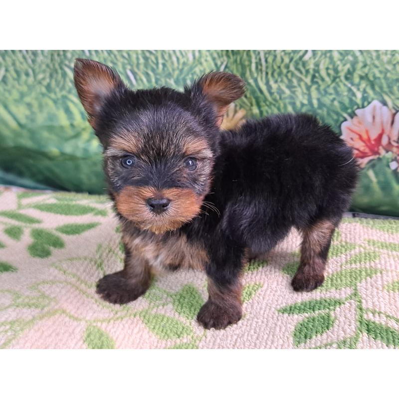 商談中の愛知県のヨークシャーテリア-415193の3枚目