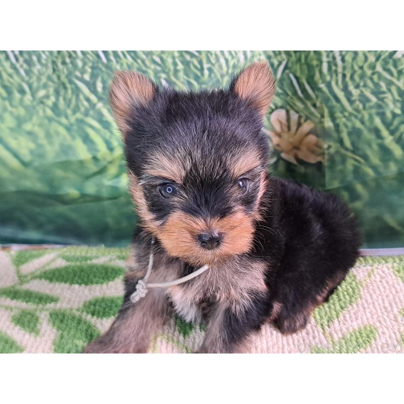 成約済の愛知県のヨークシャーテリア-415201の17枚目