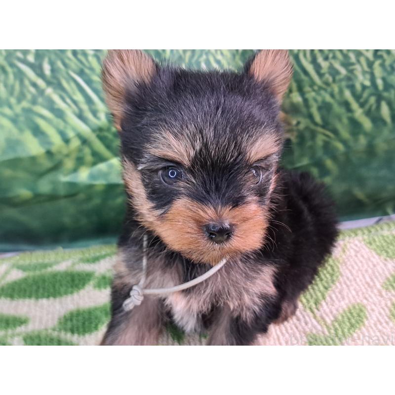 成約済の愛知県のヨークシャーテリア-415201の15枚目