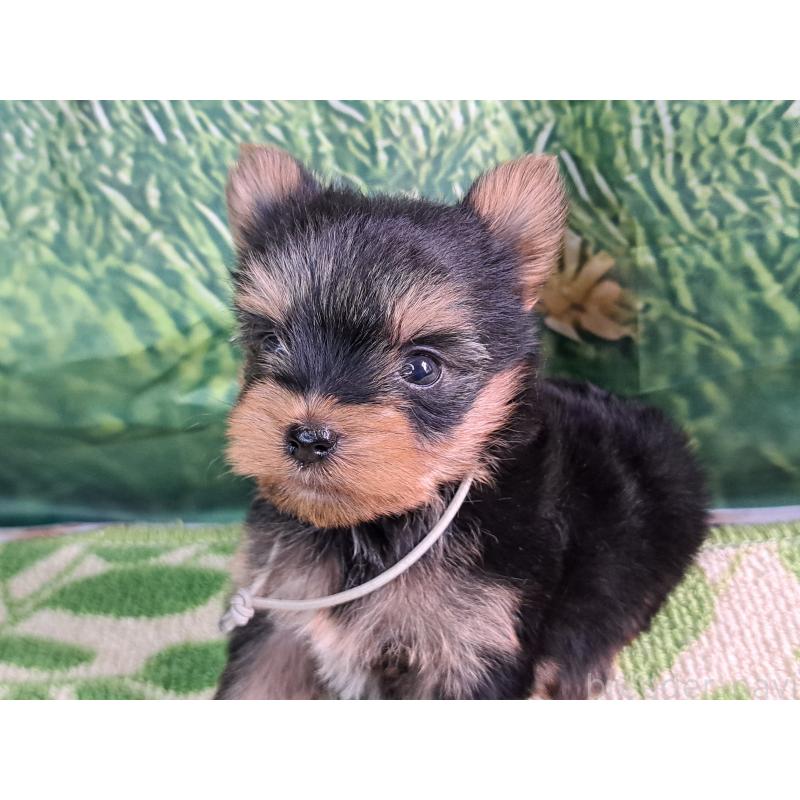 成約済の愛知県のヨークシャーテリア-415201の14枚目