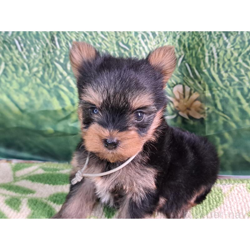 成約済の愛知県のヨークシャーテリア-415201の13枚目