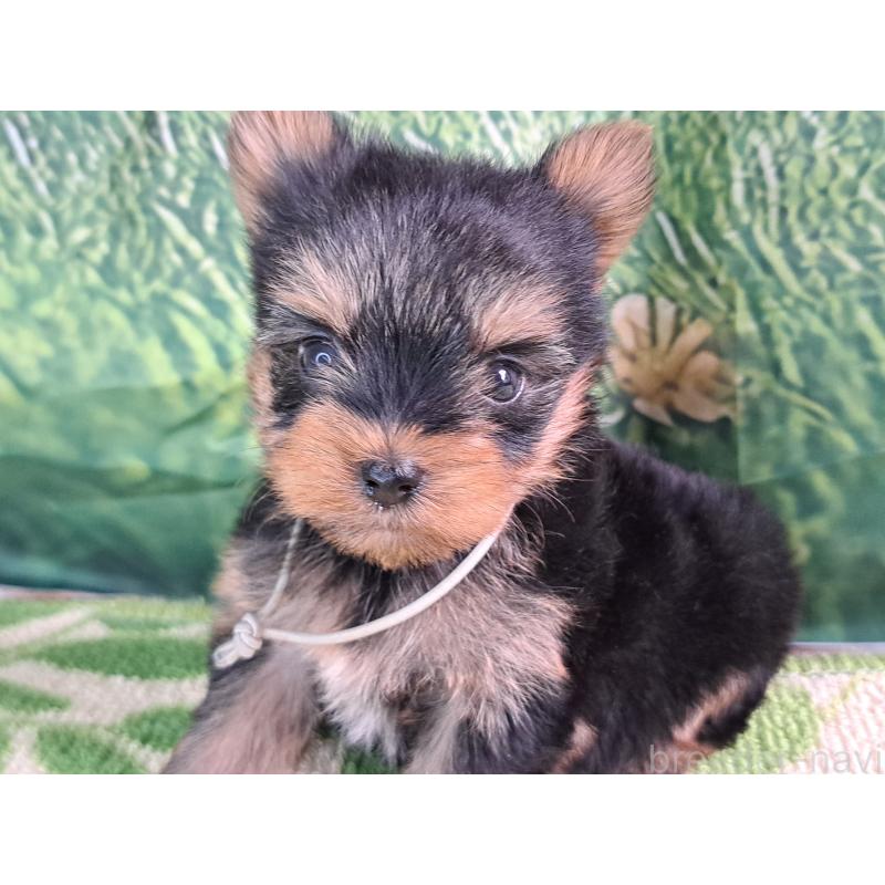 成約済の愛知県のヨークシャーテリア-415201の12枚目