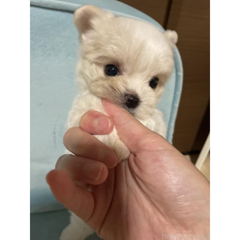 販売中の千葉県のポメマル:ポメラニアン×マルチーズ-420028の6枚目