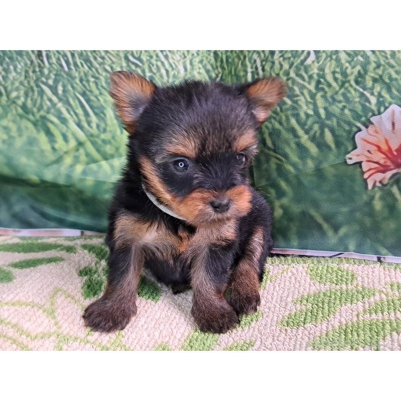 成約済の愛知県のヨークシャーテリア-415194の16枚目