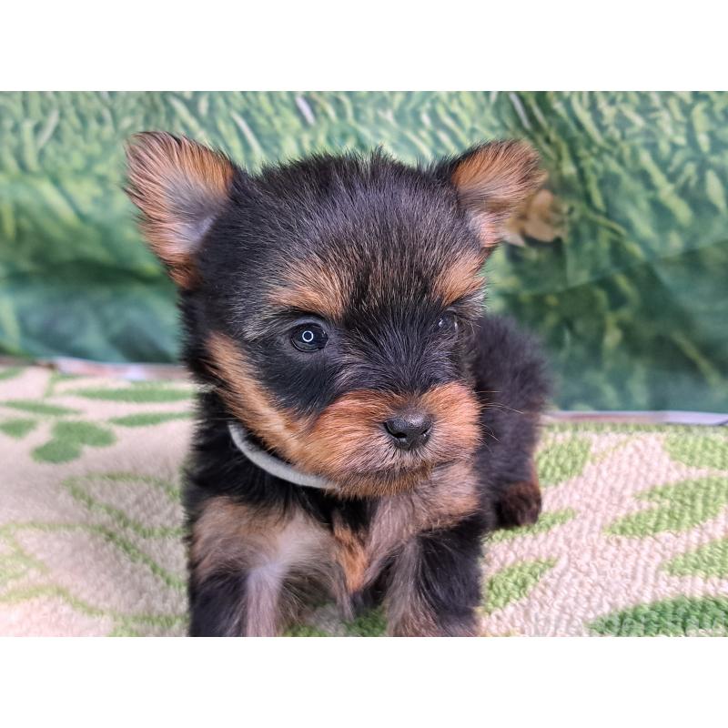 成約済の愛知県のヨークシャーテリア-415194の15枚目