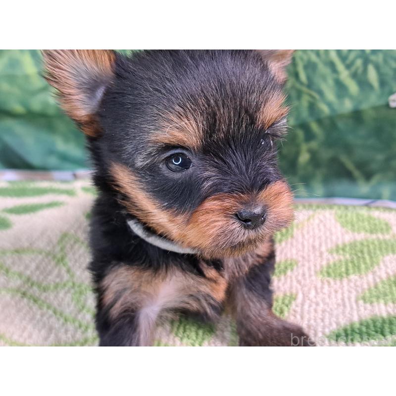 成約済の愛知県のヨークシャーテリア-415194の14枚目