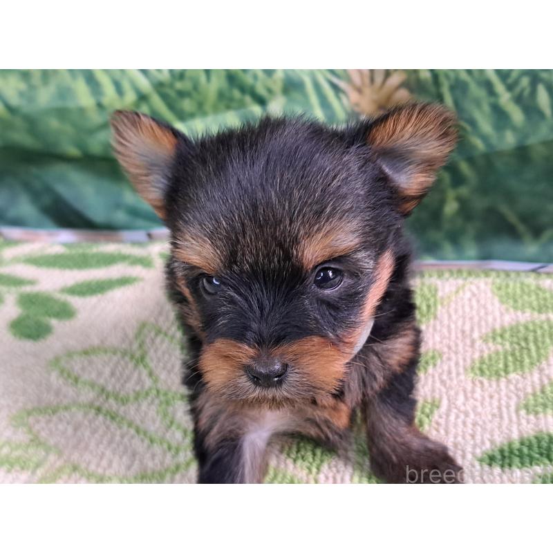 成約済の愛知県のヨークシャーテリア-415194の13枚目