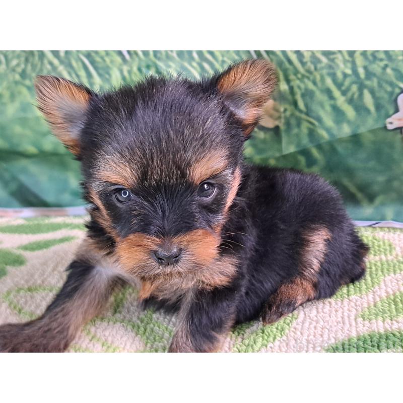 成約済の愛知県のヨークシャーテリア-415194の12枚目