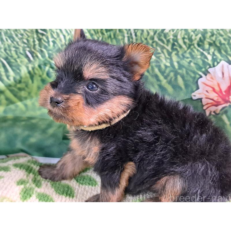 販売中の愛知県のヨークシャーテリア-415198の18枚目