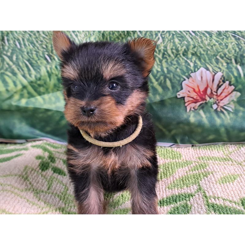 販売中の愛知県のヨークシャーテリア-415198の17枚目