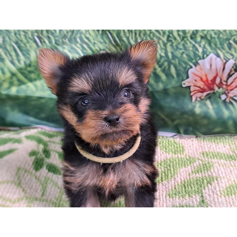 販売中の愛知県のヨークシャーテリア-415198の16枚目