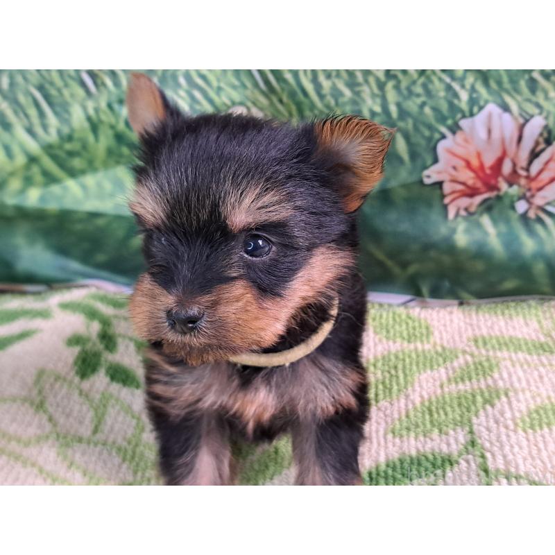 販売中の愛知県のヨークシャーテリア-415198の15枚目