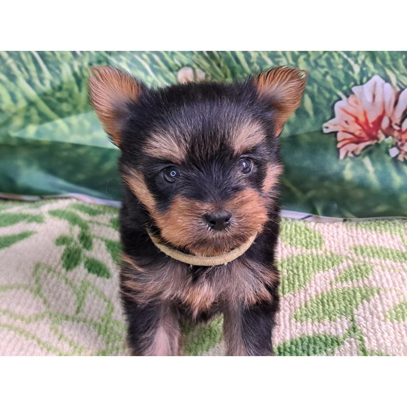 販売中の愛知県のヨークシャーテリア-415198の14枚目