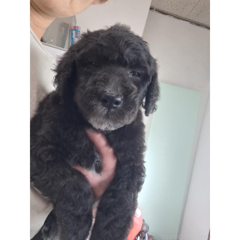 販売中の群馬県のスタンダードプードル-417420の8枚目