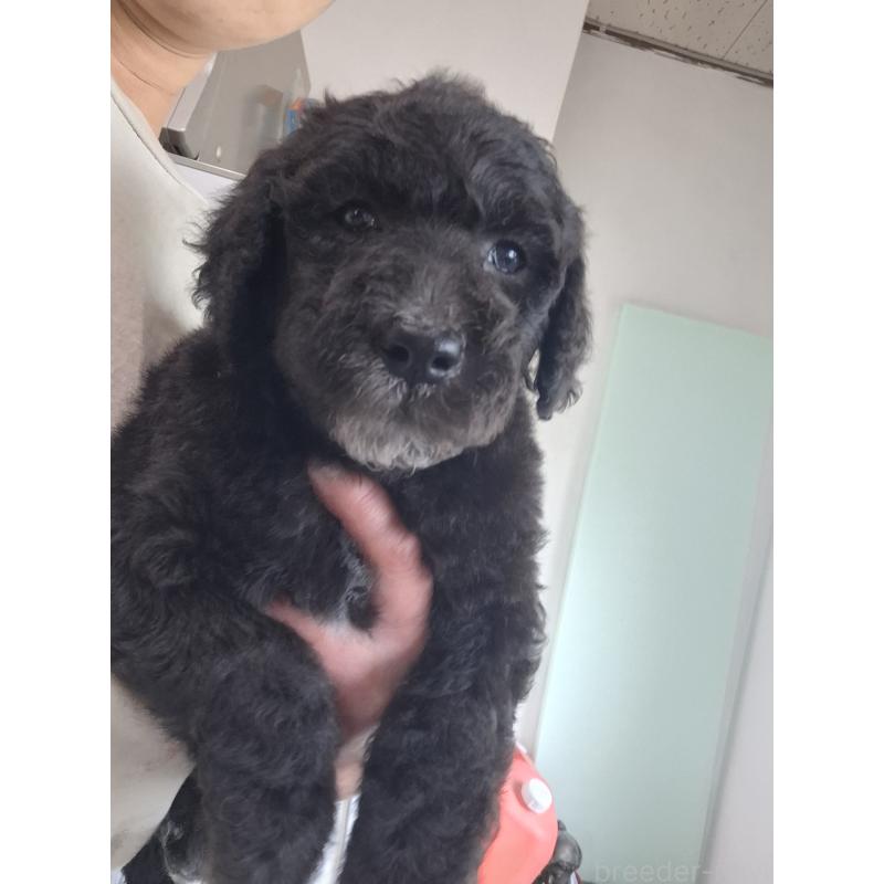 販売中の群馬県のスタンダードプードル-417420の7枚目