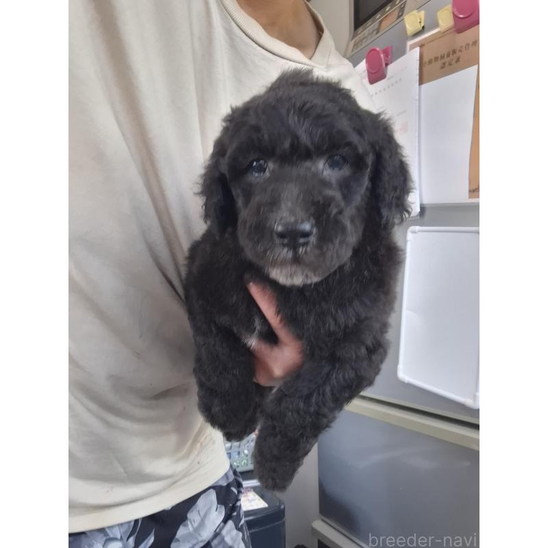 販売中の群馬県のスタンダードプードル-417420の6枚目
