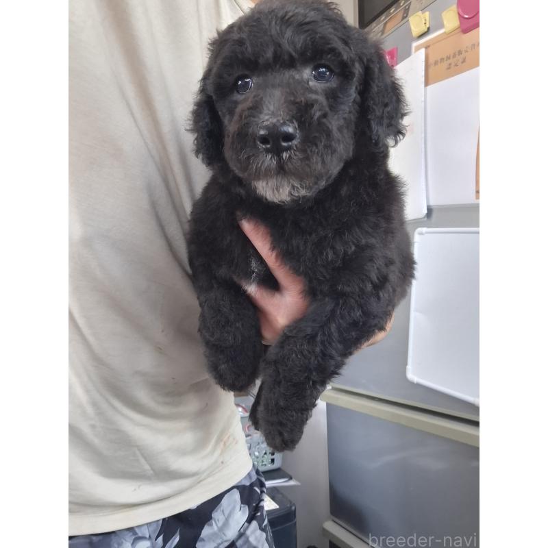 販売中の群馬県のスタンダードプードル-417420の5枚目