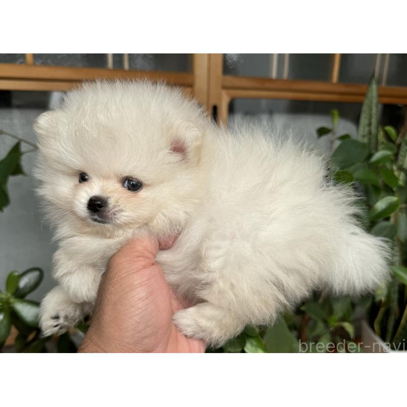 成約済の静岡県のポメラニアン-416323の2枚目