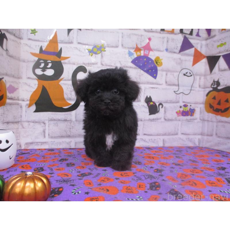 成約済の鳥取県のマルプー:マルチーズ×トイプードル-420035の3枚目