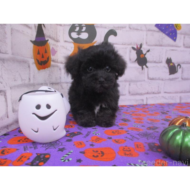 成約済の鳥取県のマルプー:マルチーズ×トイプードル-420035の2枚目