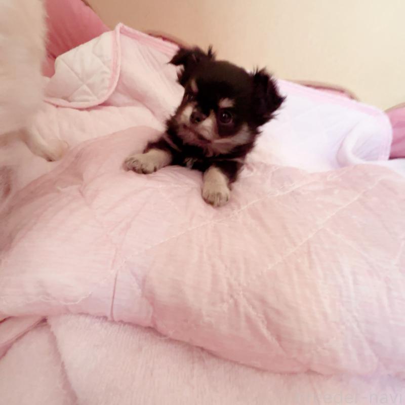 販売中の香川県のチワワ(ロングコート)-414547の7枚目