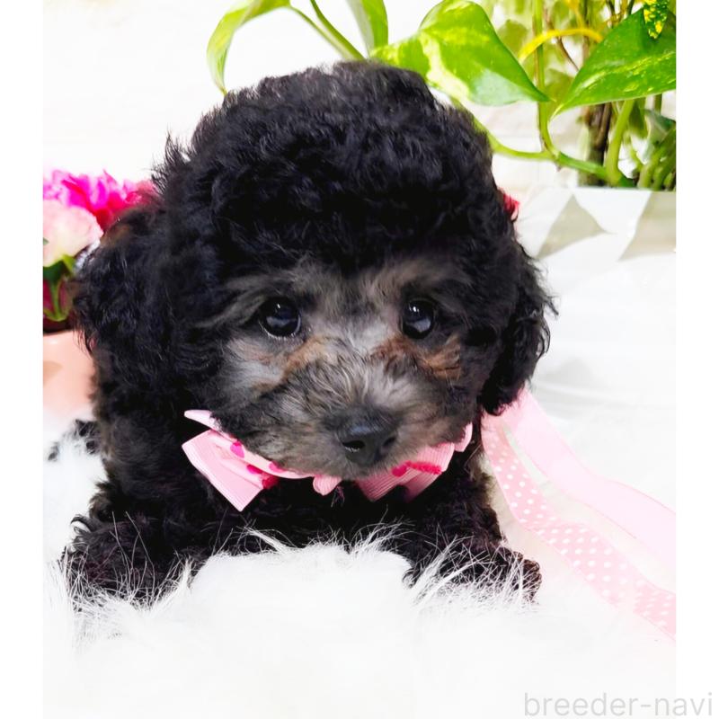 販売中の福岡県のタイニープードル-415908