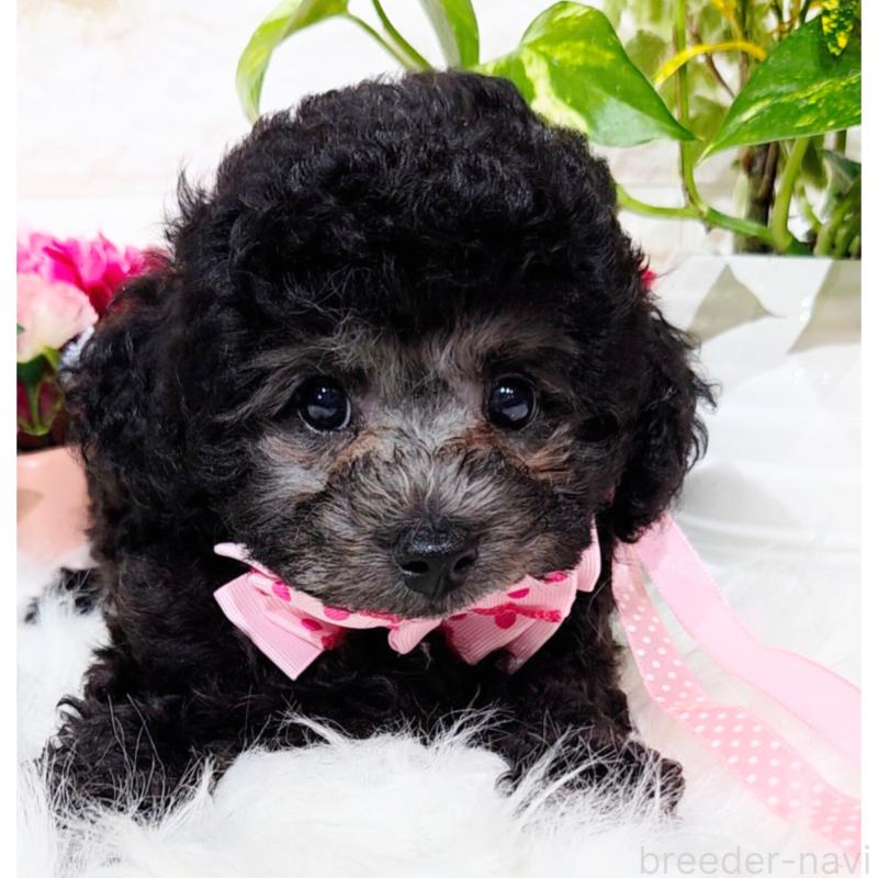 販売中の福岡県のタイニープードル-415908の4枚目
