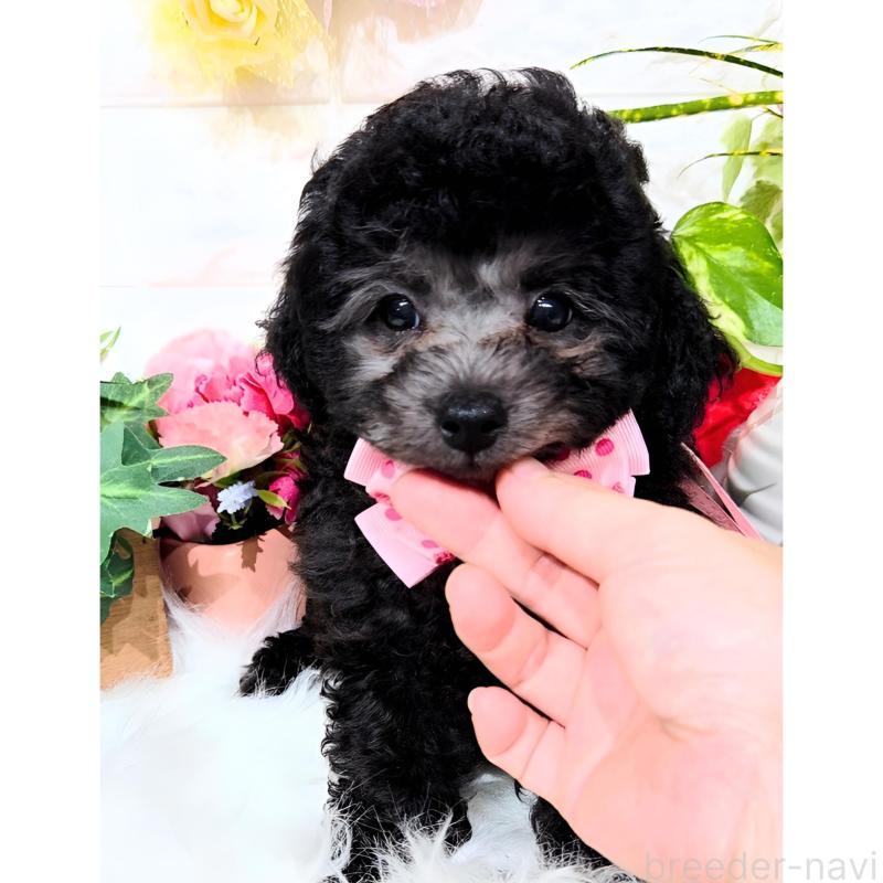 販売中の福岡県のタイニープードル-415908の3枚目