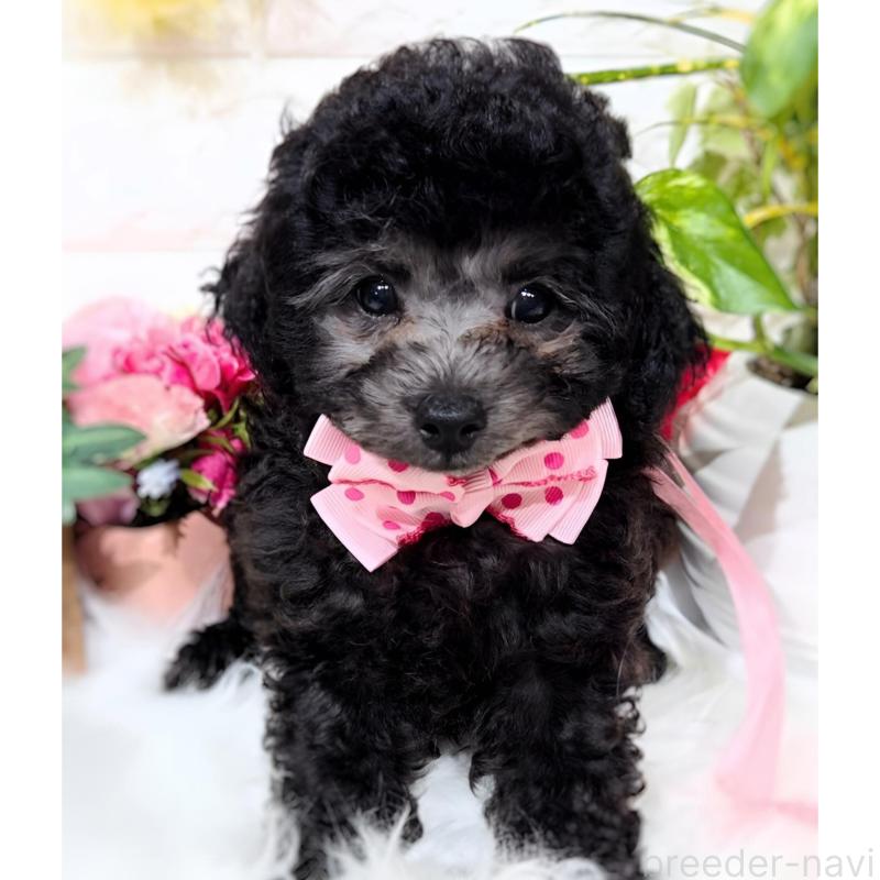 販売中の福岡県のタイニープードル-415908の2枚目