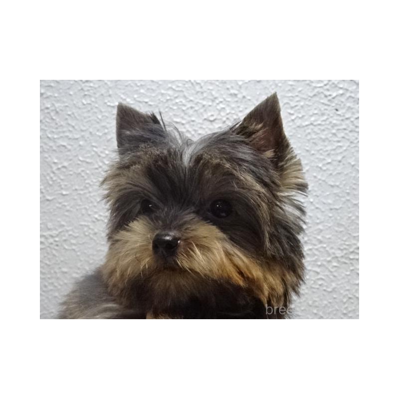 販売中の大阪府のヨークシャーテリア-408172の5枚目