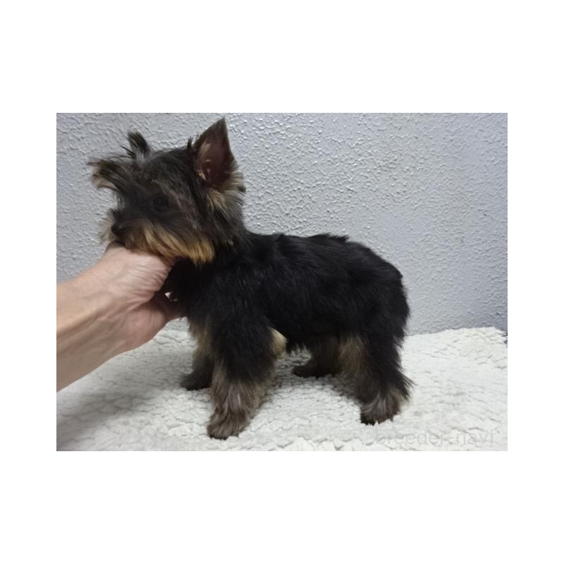 販売中の大阪府のヨークシャーテリア-408172の4枚目