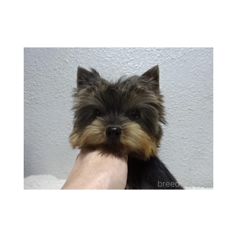 販売中の大阪府のヨークシャーテリア-408172の3枚目