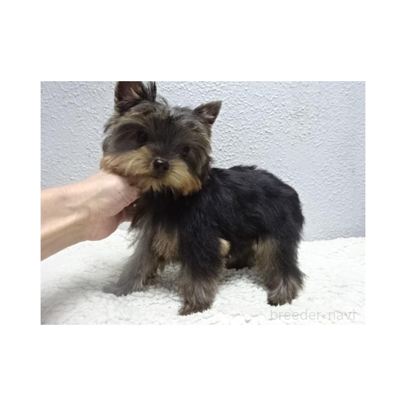 販売中の大阪府のヨークシャーテリア-408172の2枚目