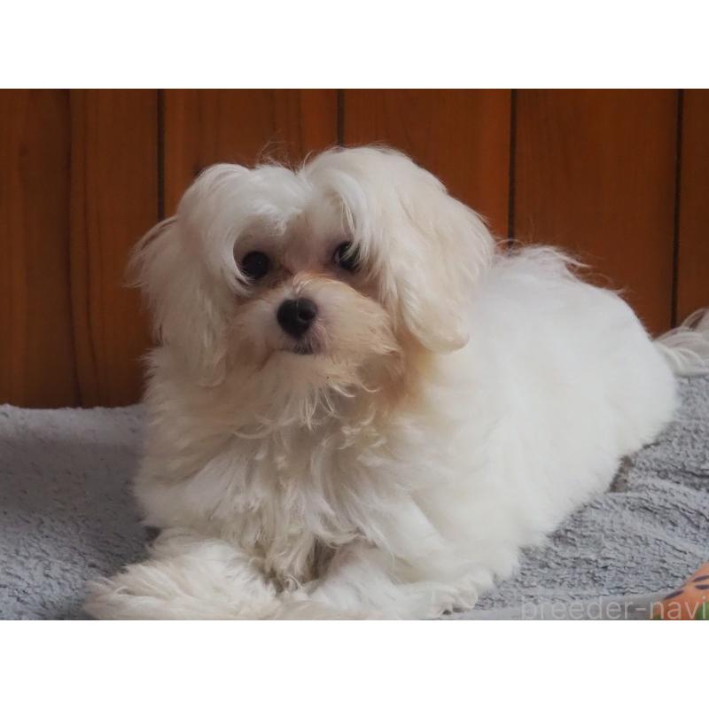 販売中の愛知県のミックス犬-420057の6枚目