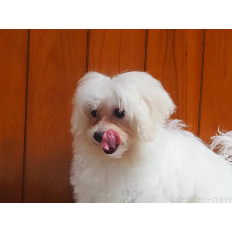 販売中の愛知県のミックス犬-420057の5枚目