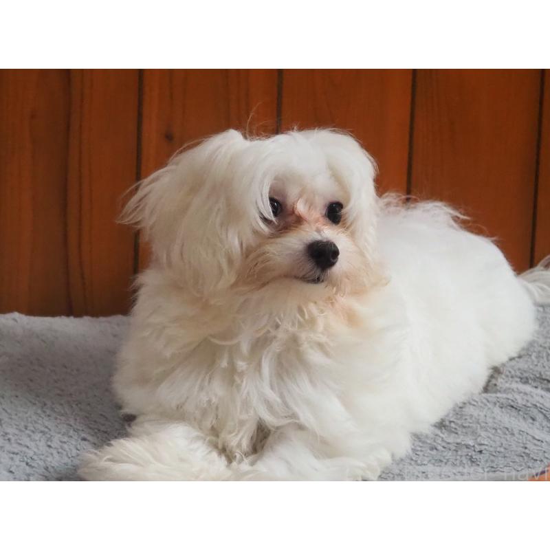 販売中の愛知県のミックス犬-420057の4枚目
