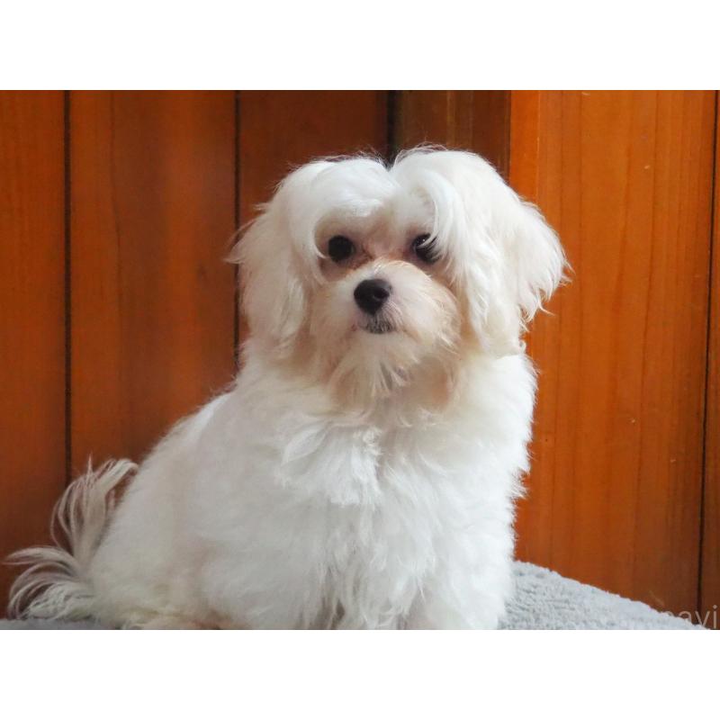 販売中の愛知県のミックス犬-420057の3枚目