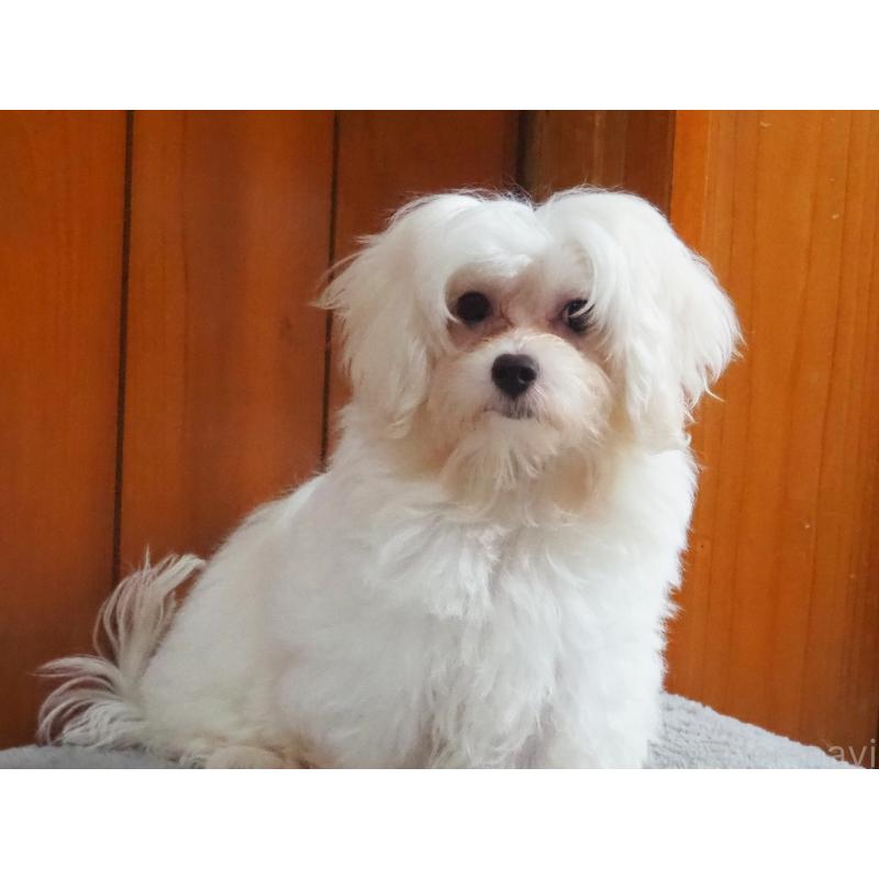 販売中の愛知県のミックス犬-420057の2枚目
