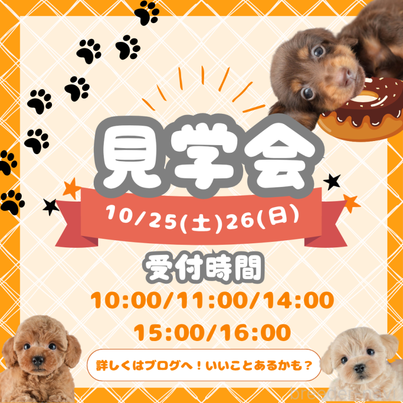 販売中の茨城県のミックス犬-415385の3枚目