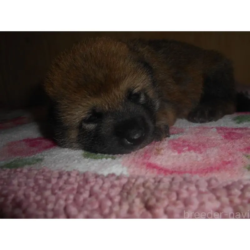 販売中の鹿児島県の柴犬-420063の5枚目