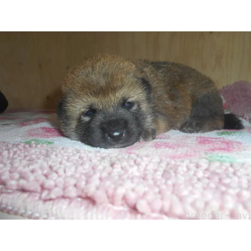販売中の鹿児島県の柴犬-420063の3枚目