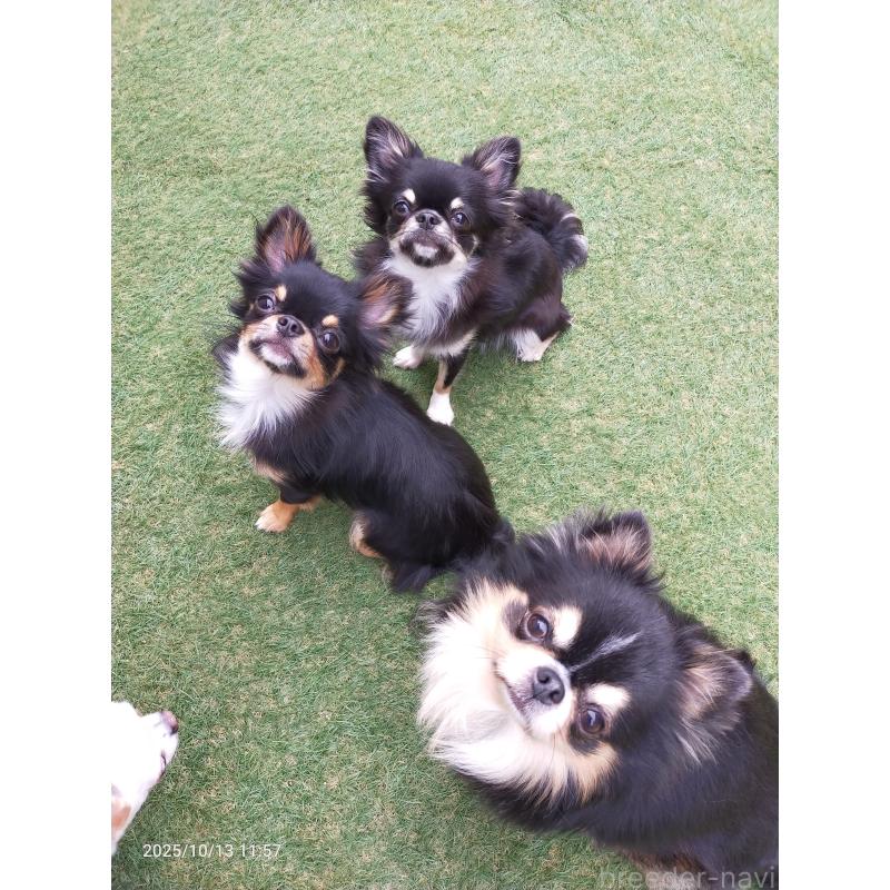 成約済の福島県のチワワ(ロングコート)-387232の4枚目