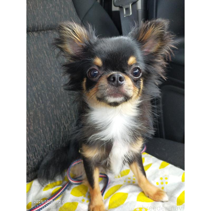 成約済の福島県のチワワ(ロングコート)-387232の3枚目