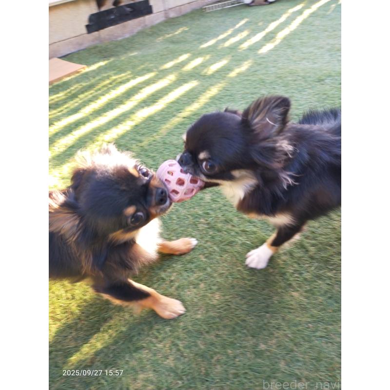 成約済の福島県のチワワ(ロングコート)-387232の2枚目